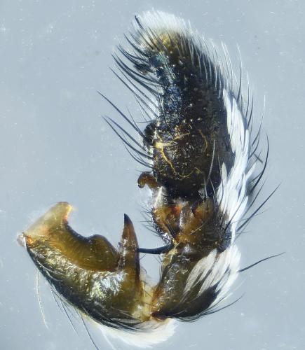 Réf. 269 671 : Heliophanus apiatus
